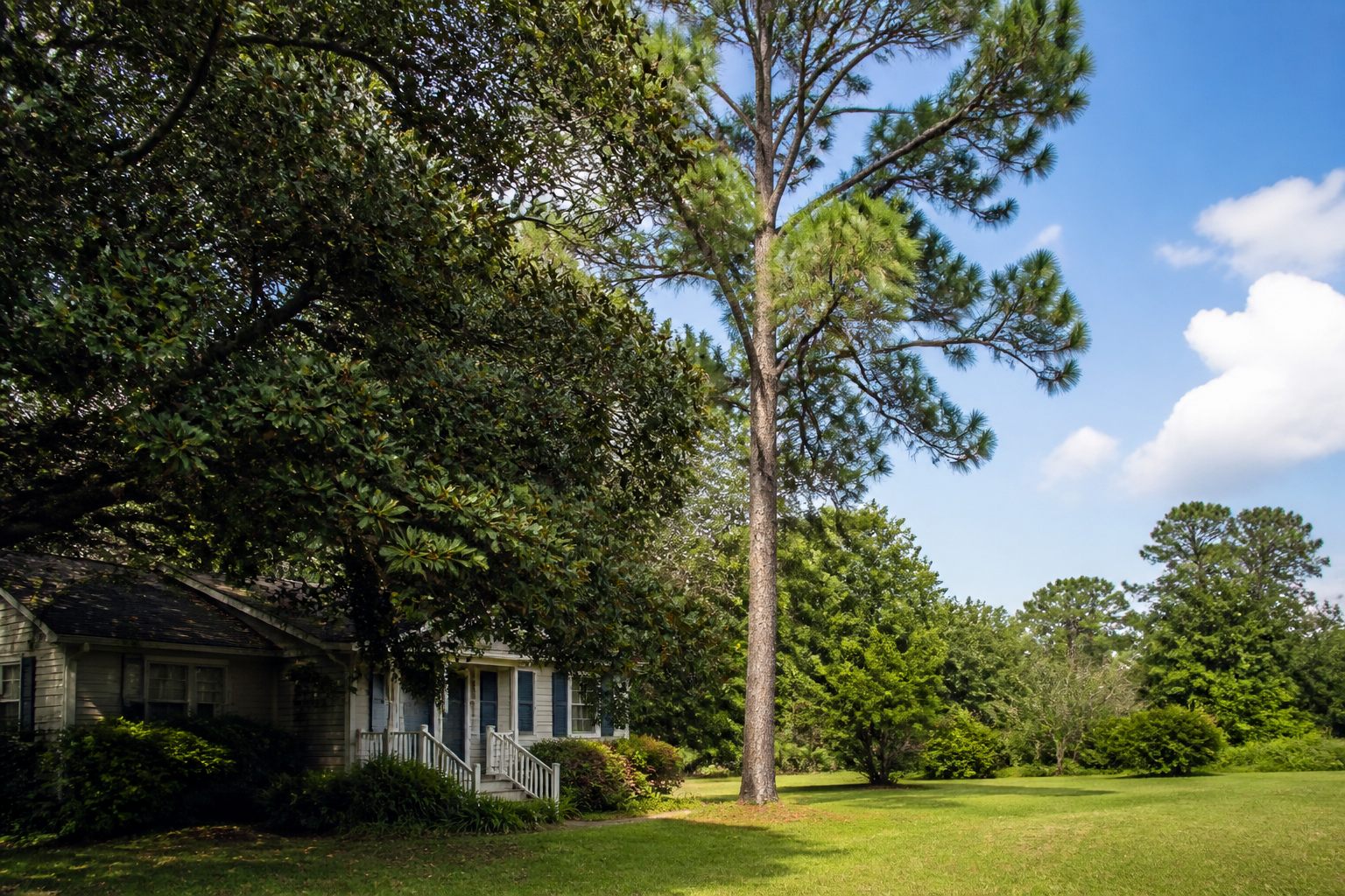 Pine and live oak trees around a coastal North Carolina style home